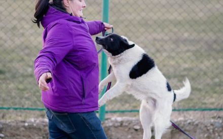 Bringst du das Glück zu Tyson?
