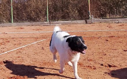 Bringst du das Glück zu Tyson?