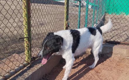 Bringst du das Glück zu Tyson?