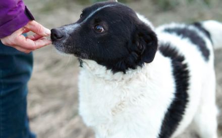Bringst du das Glück zu Tyson?