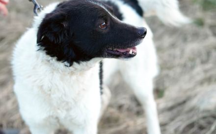 Bringst du das Glück zu Tyson?