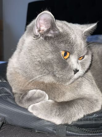 Verkaufe BKH 17 Monate