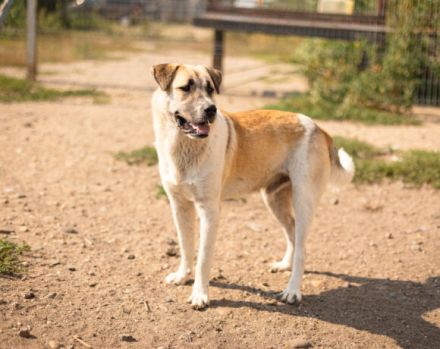 Unser lustiger Jalo sucht sein Für-Immer-Zuhause! Adopt. Don´t shop.