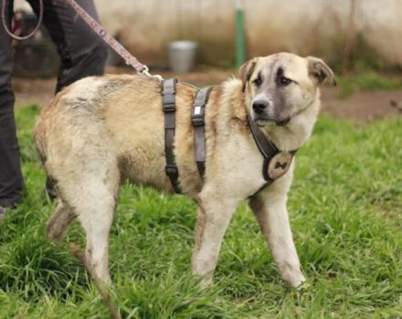 Unser lustiger Jalo sucht sein Für-Immer-Zuhause! Adopt. Don´t shop.