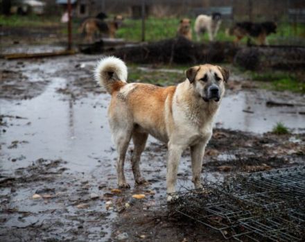 Unser lustiger Jalo sucht sein Für-Immer-Zuhause! Adopt. Don´t shop.