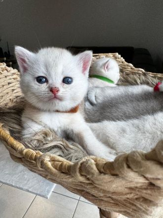 Sehr Süße Katzenbabys BKH