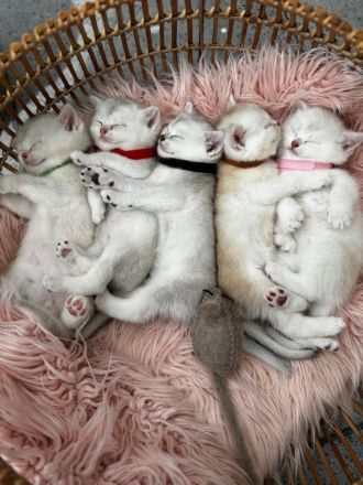 Sehr Süße Katzenbabys BKH