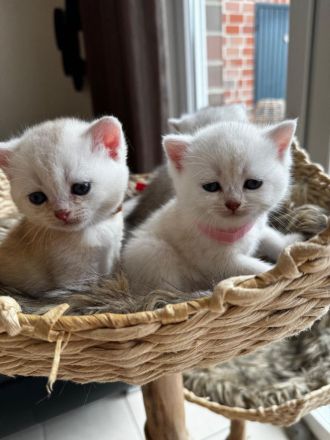 Sehr Süße Katzenbabys BKH