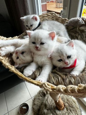 Sehr Süße Katzenbabys BKH