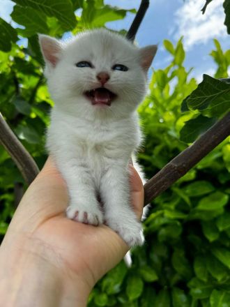 Sehr Süße Katzenbabys BKH