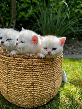 Sehr Süße Katzenbabys BKH