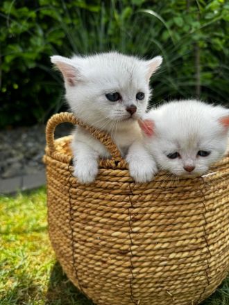 Sehr Süße Katzenbabys BKH