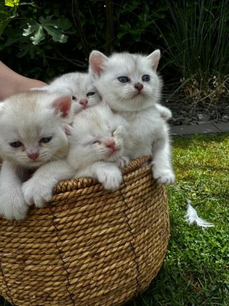 Sehr Süße Katzenbabys BKH