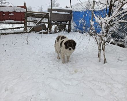 Hilda, die Große sucht ein Zuhause