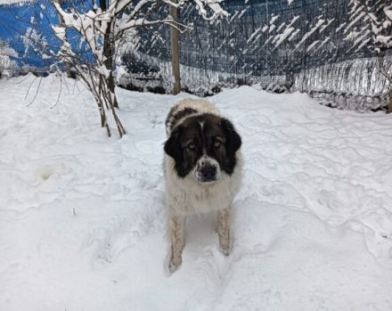 Hilda, die Große sucht ein Zuhause