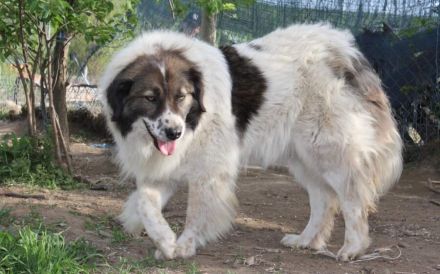 Hilda, die Große sucht ein Zuhause
