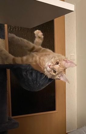 Hübscher Deckkater Simba wartet sehnsüchtig auf eine Katzendame, der er seine Gunst erweisen kann!