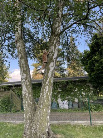 Hübscher Deckkater Simba wartet sehnsüchtig auf eine Katzendame, der er seine Gunst erweisen kann!