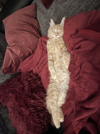 Hübscher Deckkater Simba wartet sehnsüchtig auf eine Katzendame, der er seine Gunst erweisen kann!