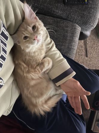 Hübscher Deckkater Simba wartet sehnsüchtig auf eine Katzendame, der er seine Gunst erweisen kann!