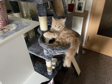 Hübscher Deckkater Simba wartet sehnsüchtig auf eine Katzendame, der er seine Gunst erweisen kann!