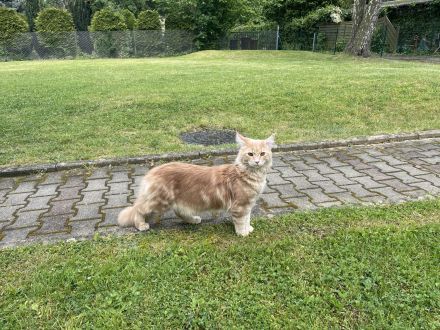 Hübscher Deckkater Simba wartet sehnsüchtig auf eine Katzendame, der er seine Gunst erweisen kann!