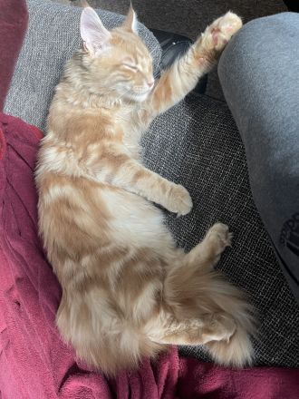 Hübscher Deckkater Simba wartet sehnsüchtig auf eine Katzendame, der er seine Gunst erweisen kann!