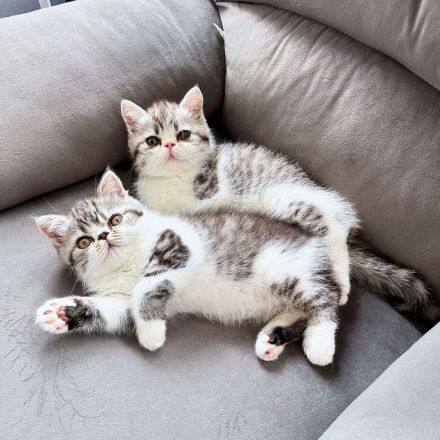 Exotic Shorthair Kitten (männlich): Fibie sucht eine neue Familie - mit Stammbaum
