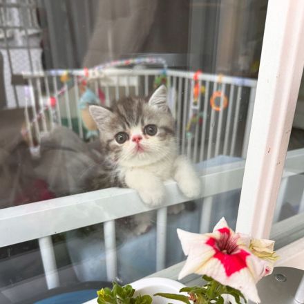 Exotic Shorthair Kitten (männlich): Fibie sucht eine neue Familie - mit Stammbaum
