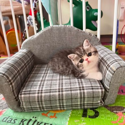 Exotic Shorthair Kitten (männlich): Fibie sucht eine neue Familie - mit Stammbaum