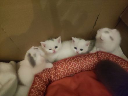 Vier britisch Kurzhaar Kitten ab Mitte Juni, 12 Wochen