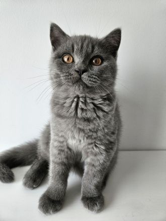 BkH Schöne Junge!!!