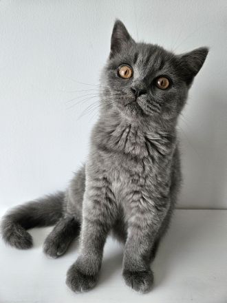 BkH Schöne Junge!!!