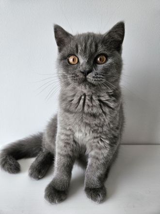 BkH Schöne Junge!!!