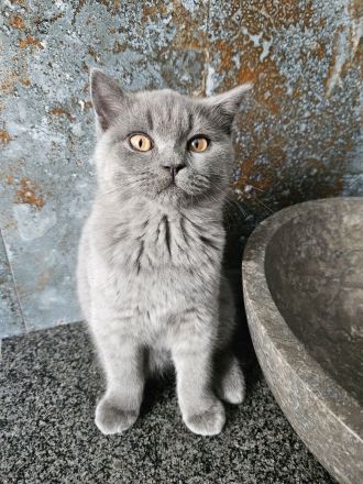 BkH Schöne Junge!!!