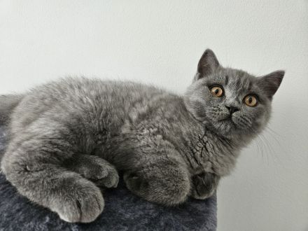 BkH Schöne Junge!!!