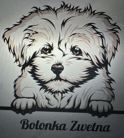 Bolonka Zwetna Babys suchen ihre Familie