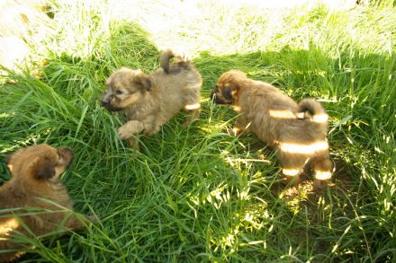 Schafpudel weizenfarben Altdeutscher Hütehund Arbeitslinie