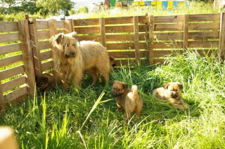 Schafpudel weizenfarben Altdeutscher Hütehund Arbeitslinie
