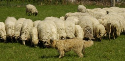 Schafpudel weizenfarben Altdeutscher Hütehund Arbeitslinie
