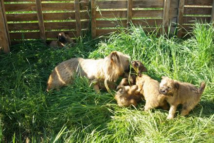 Schafpudel weizenfarben Altdeutscher Hütehund Arbeitslinie