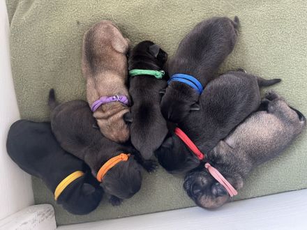 Wunderschöne Retromopswelpen