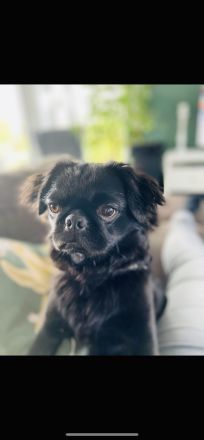 Wunderschöne Retromopswelpen