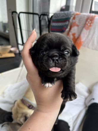 Wunderschöne Retromopswelpen