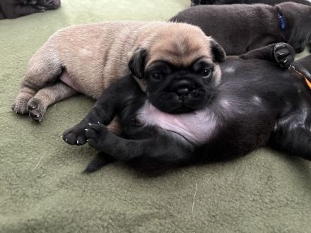 Wunderschöne Retromopswelpen