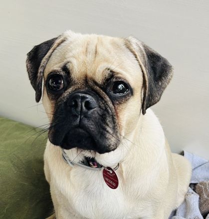 Wunderschöne Retromopswelpen