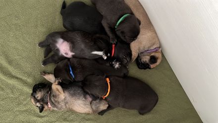 Wunderschöne Retromopswelpen