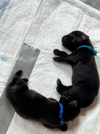 Reinrassige Labradorwelpen