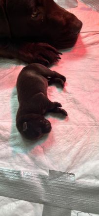 Reinrassige Labradorwelpen