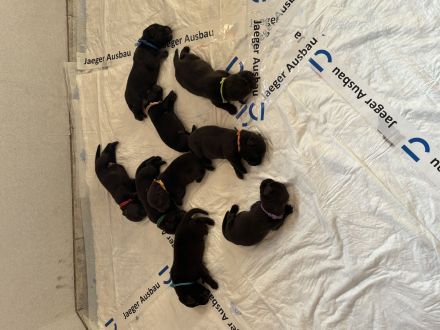 Reinrassige Labradorwelpen
